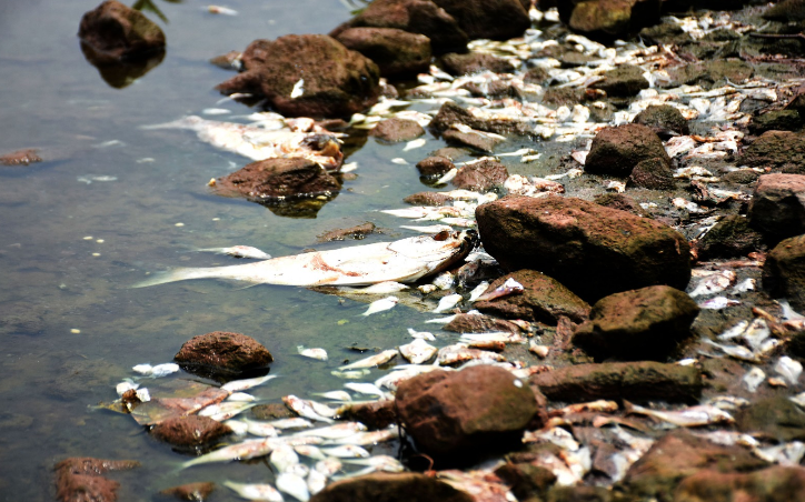 Rawal Lake Is Dying